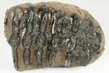 5" Southern Mammoth Partial Upper M2 Molar - Hungary - #200773-2